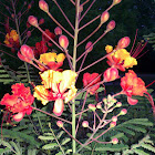 Red Bird of Paradise or Tabachin