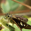 Brazillian Skipper