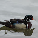 Wood duck