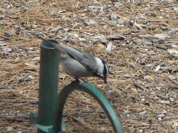 Spotting Image 1
