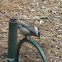 Mountain Chickadee