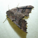 Moth