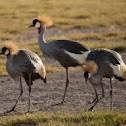 Grey Crowned Cranes