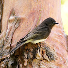 Black phoebe