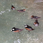 Hooded merganser