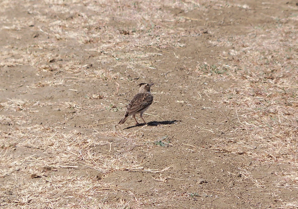 Spotting Image 1