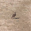 Crested Lark