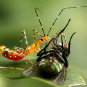 assassin bug