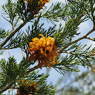 Cedar apple Rust (the orange stuff)