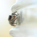 Bold Jumper