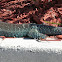 Giant Ameiva