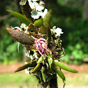 Mini Orquídea Macroclinium bicolor