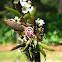 Mini Orquídea Macroclinium bicolor
