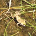 Sierran Treefrog