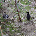 White-breasted waterhen