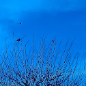 Waxwing