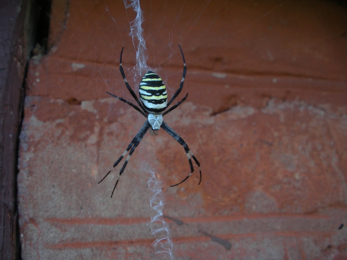 Wasp spider