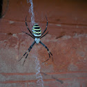 Wasp spider