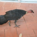 Australian Brush-turkey 