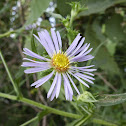 New England Aster