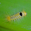 Unidentified tussock moth caterpillar