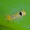 Unidentified tussock moth caterpillar