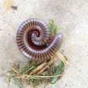 Worm millipede