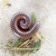 Worm millipede