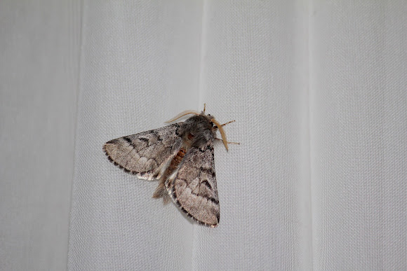 Spotting Image 1