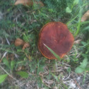 Boletus sp,