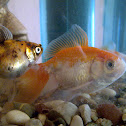 goldfish