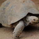 Galápagos tortoise