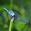 The Ground Skimmer