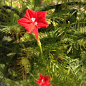 Cardinal Vine