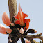 पलाश Flame of the Forest  (કેસુડો )
