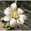 Opuntia salmiana