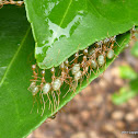 Green Ants