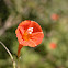 Red Morning Glory