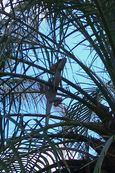 Spotting Image 1