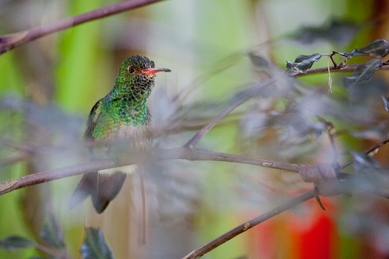 Rufous-tailed Hummingbird