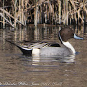Pintail; Anade Rabudo