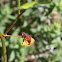 Milkweed Bug Nymph