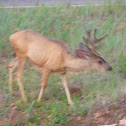 Elk