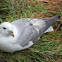 Fulmar