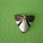Noctuid Moth