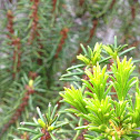 Florida Rosemary