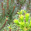 Florida Rosemary