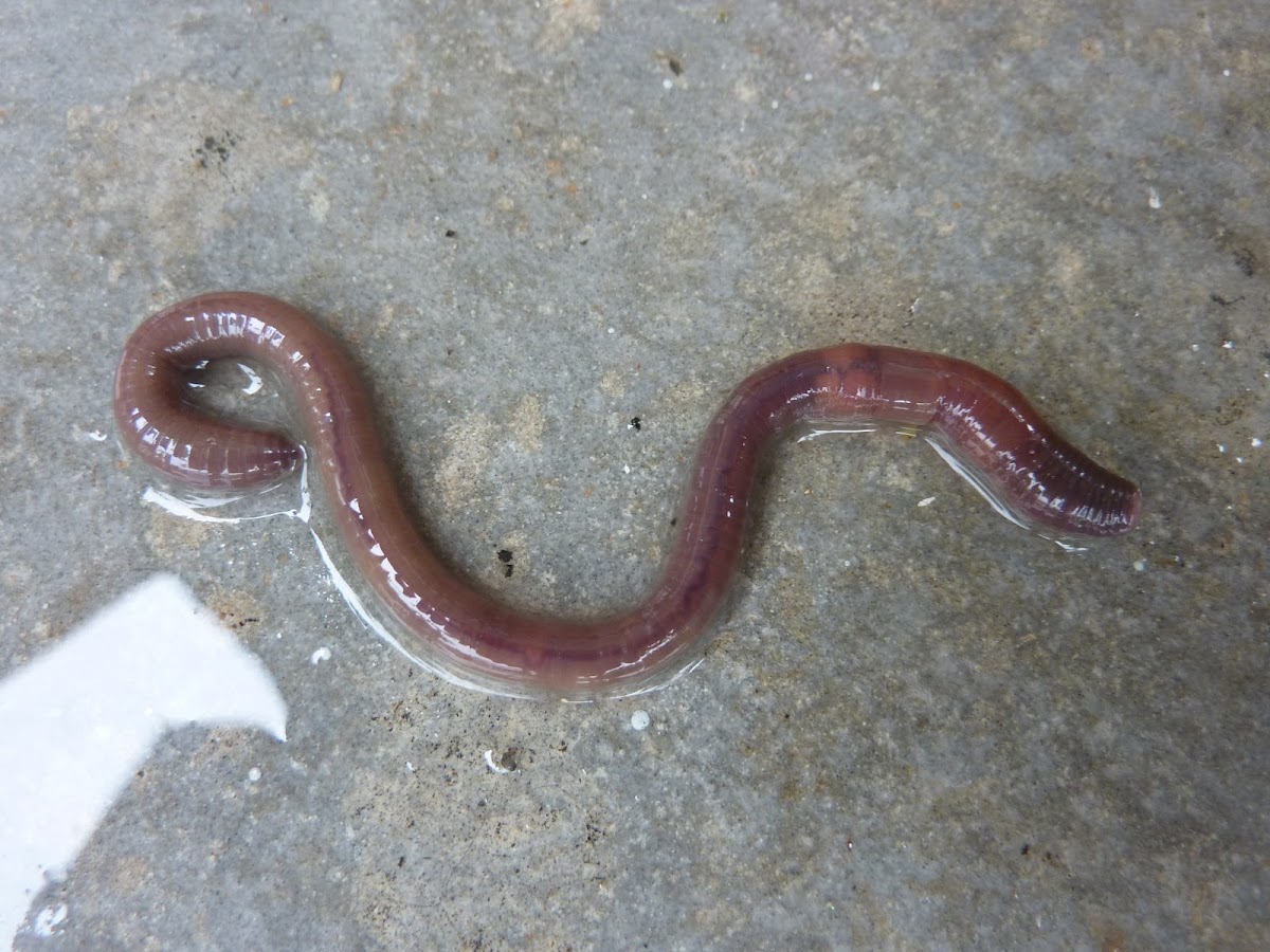 Worm