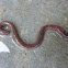 Worm