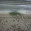 grasshopper